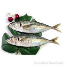 Frozen Whole Round Horse Mackerel